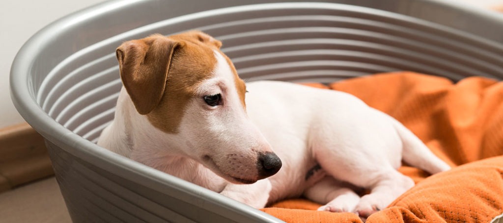 Protect your pup from the Canine Parvovirus outbreak dotsure.co.za